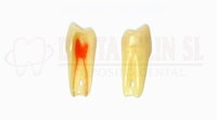 DIENTE ENDODONCIA FRASACO ANA-4 Z3RN Nº 24